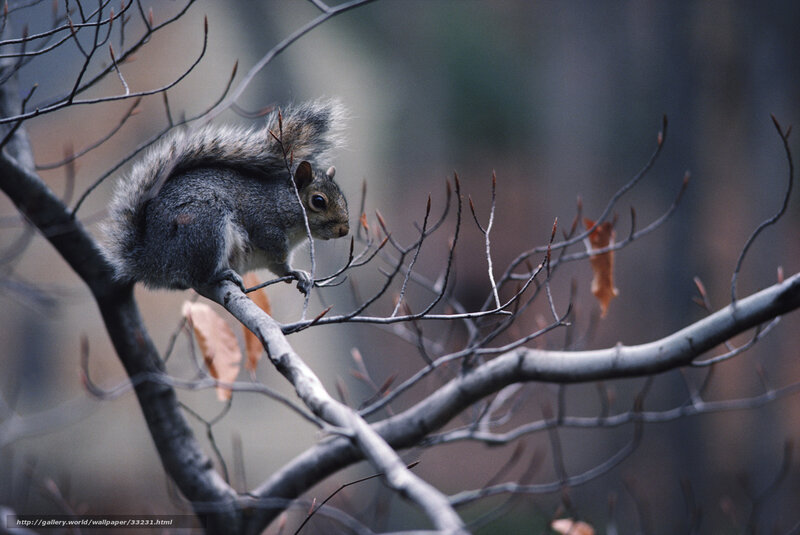 Squirrel on a tree branch