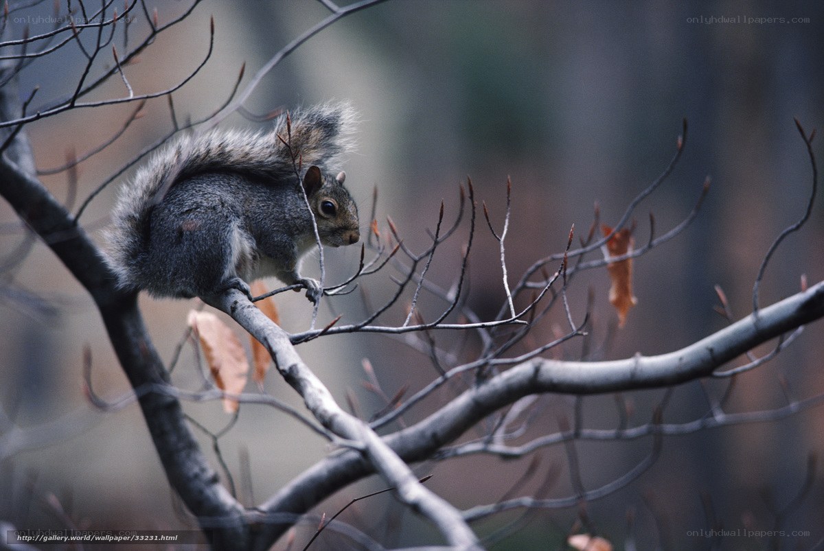 Squirrel on a tree branch