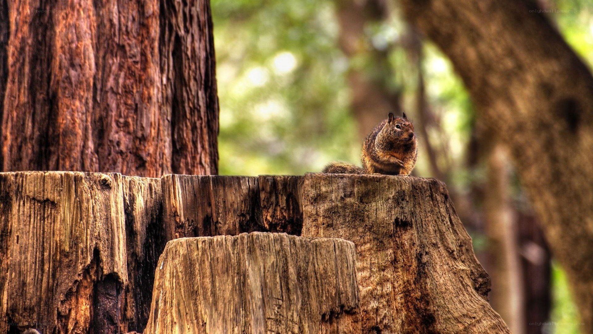squirrel on a tree stump