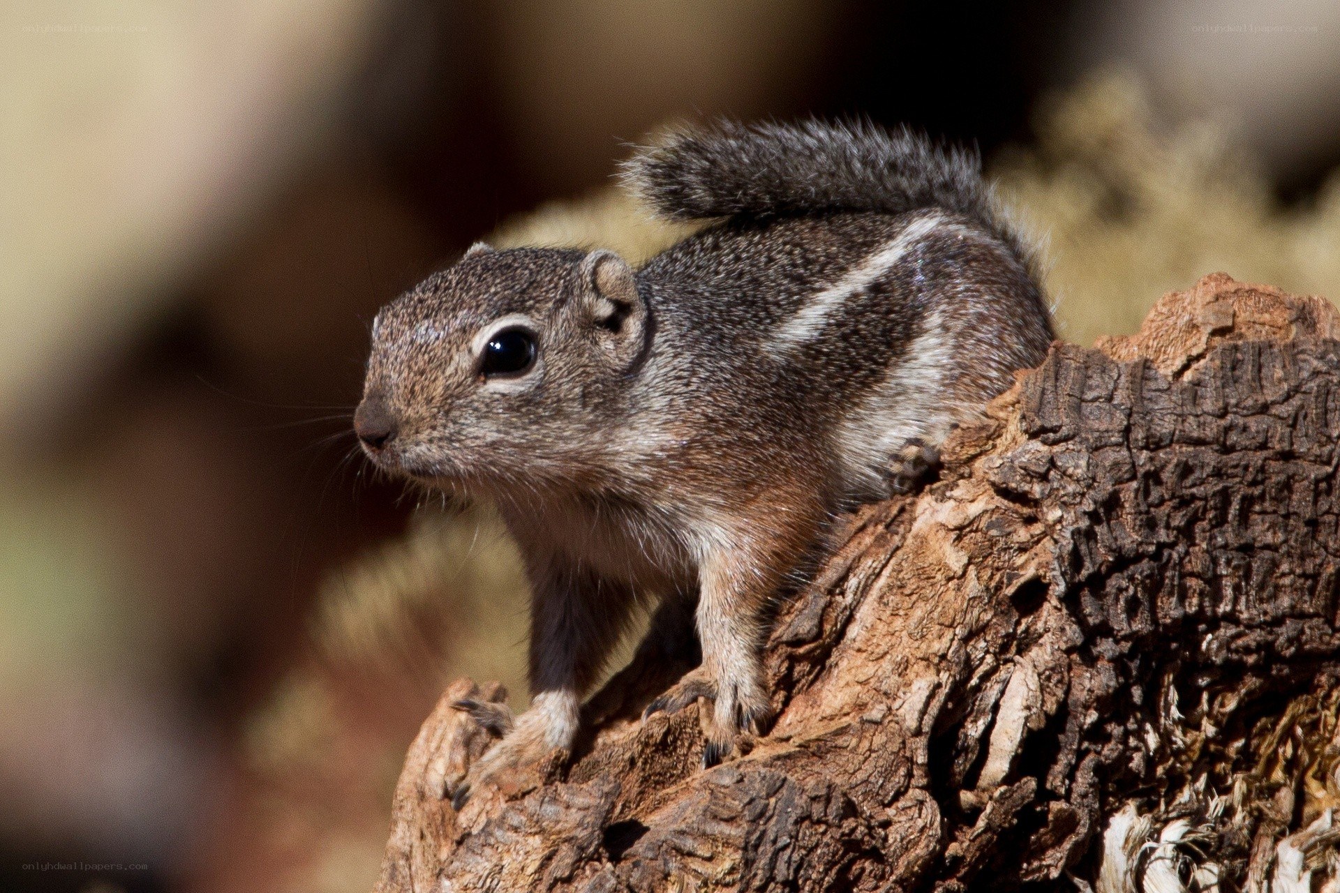 Squirrel on a tree stump
