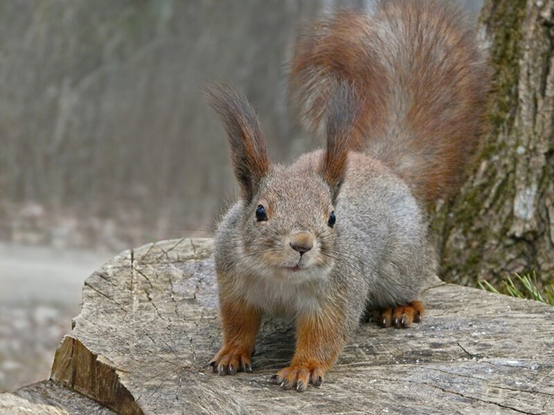 squirrel on a tree stump