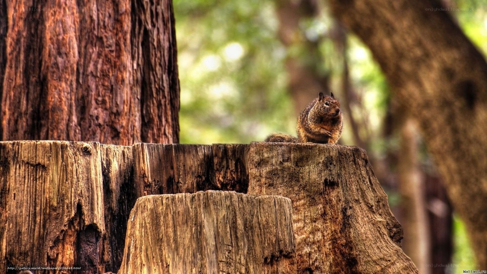 Squirrel on a tree stump