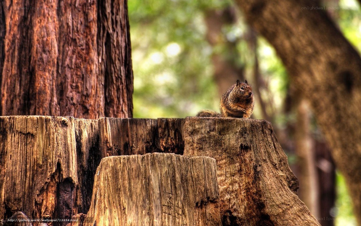 Squirrel on a tree stump