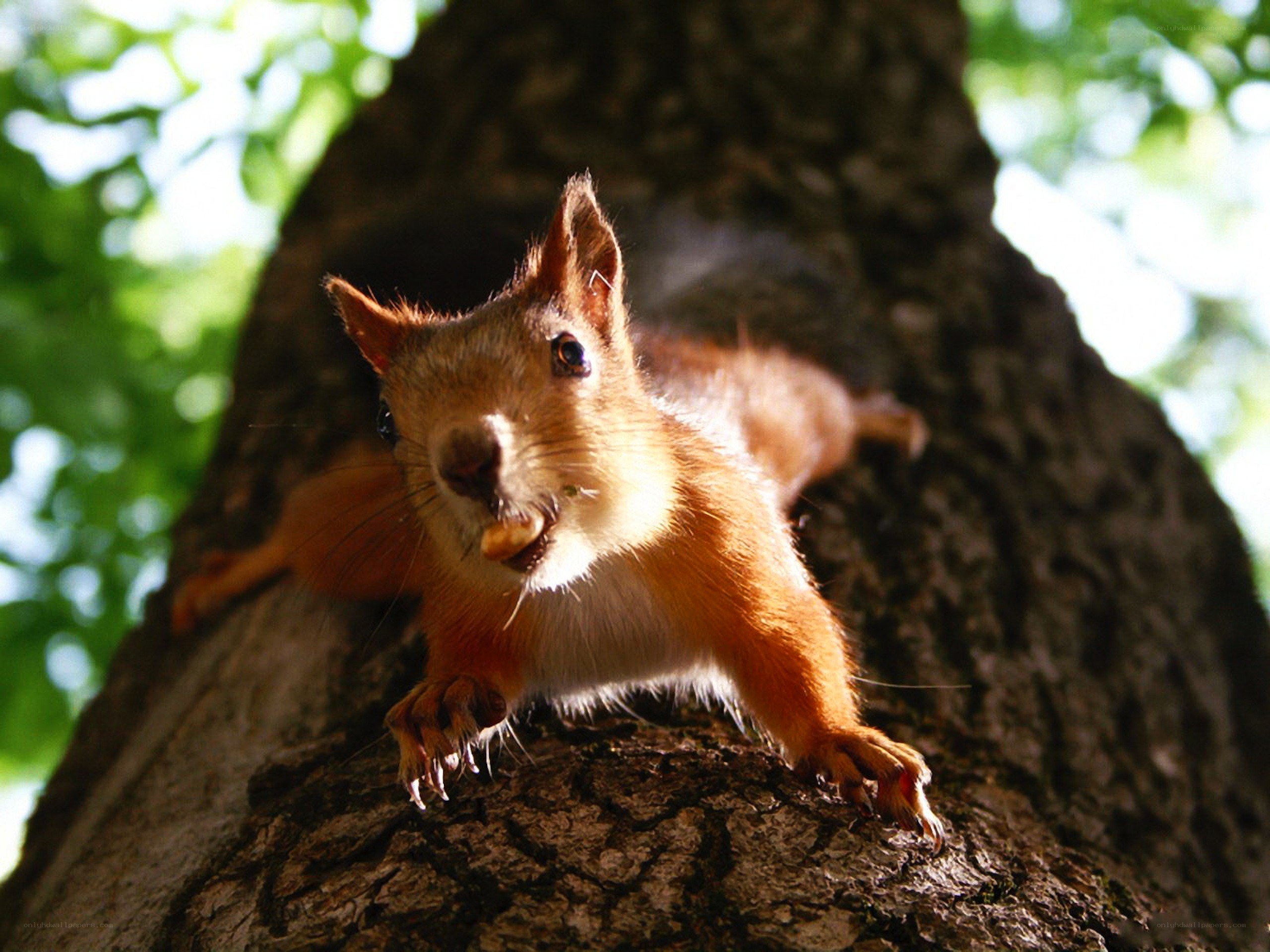 Squirrel on a tree trunk