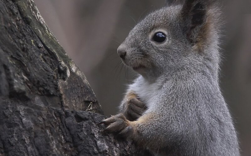 squirrel on a tree trunk