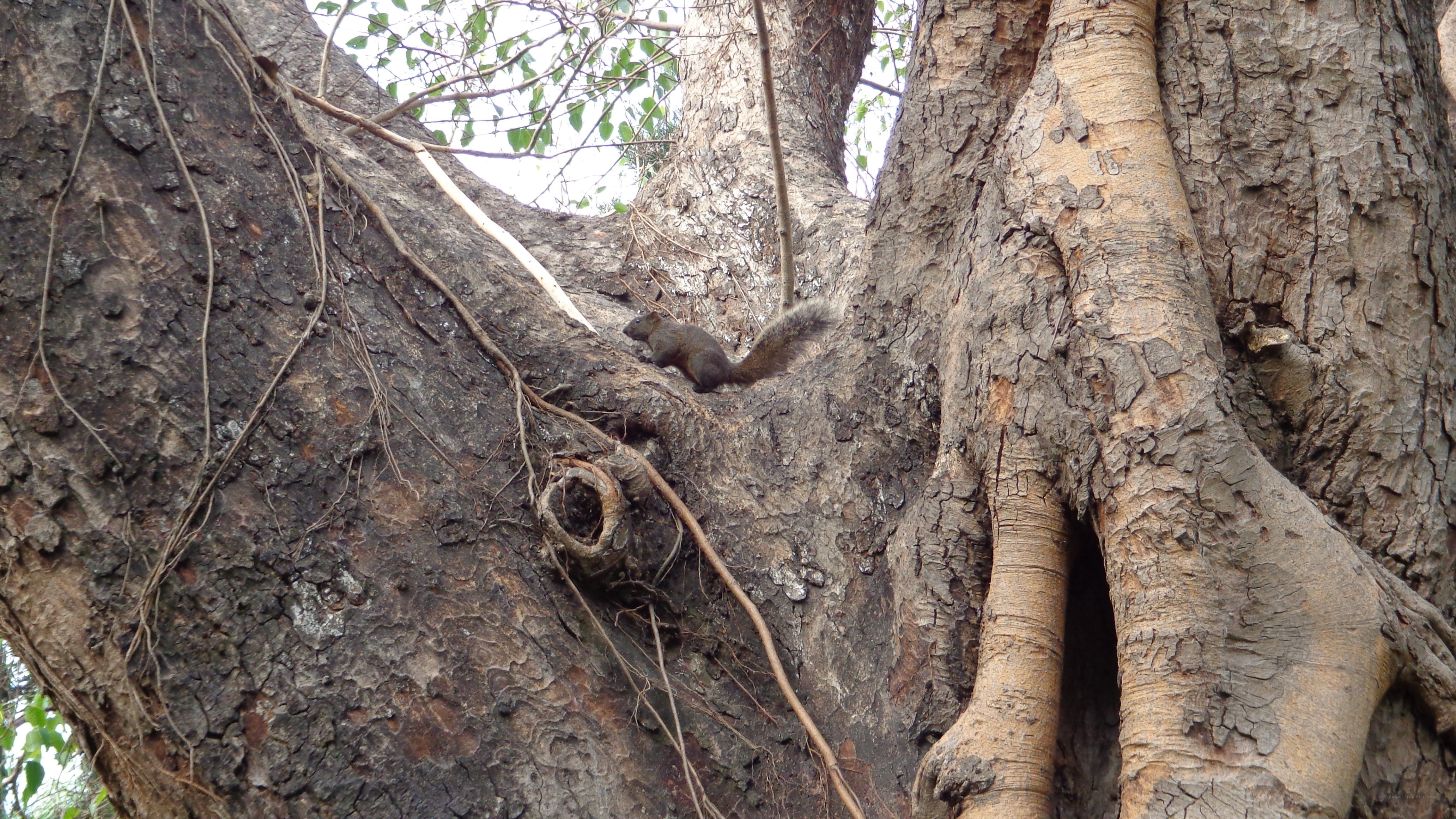 Squirrel on a tree trunk