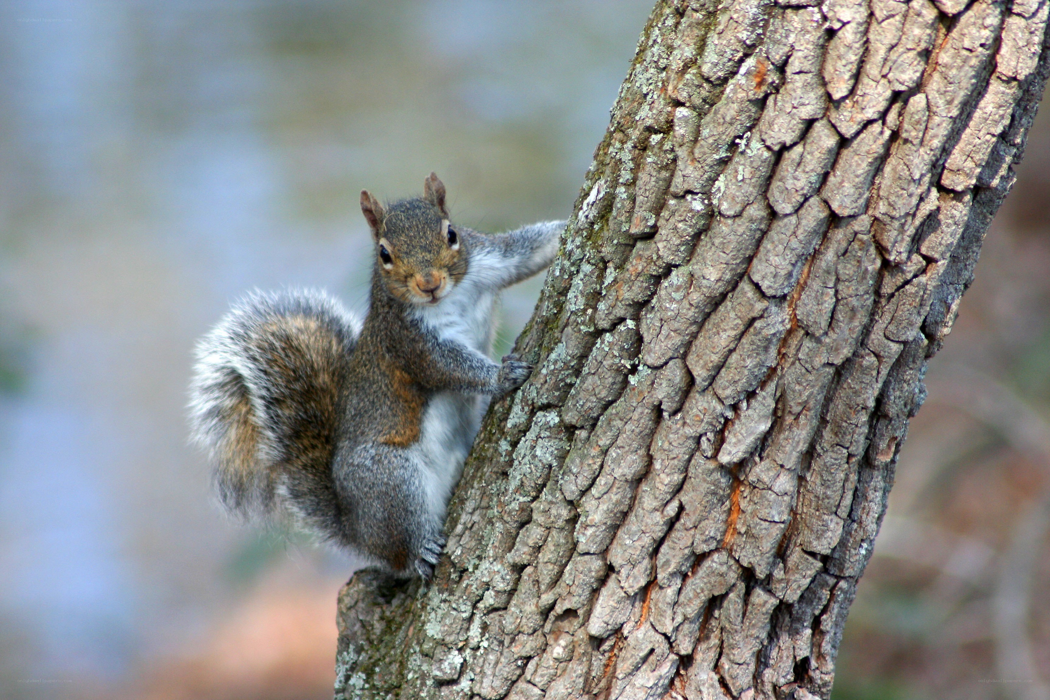 Squirrel on a tree trunk
