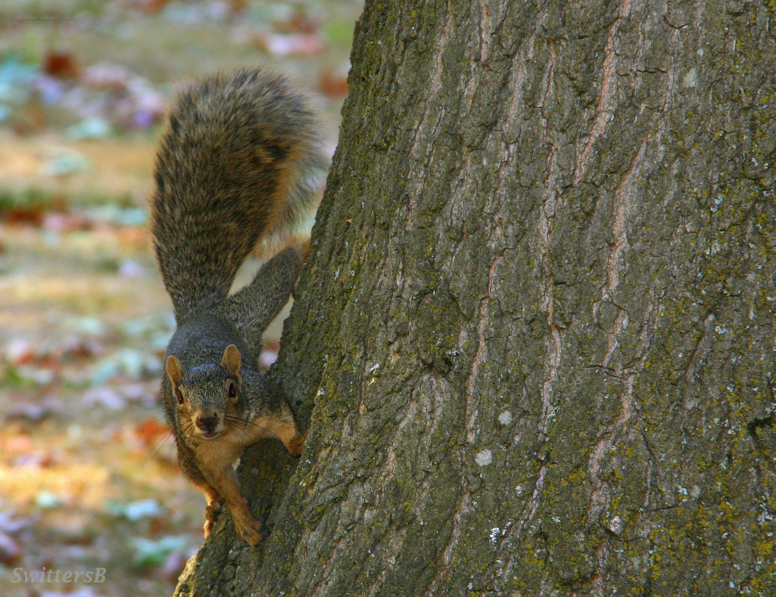 Squirrel on a tree trunk