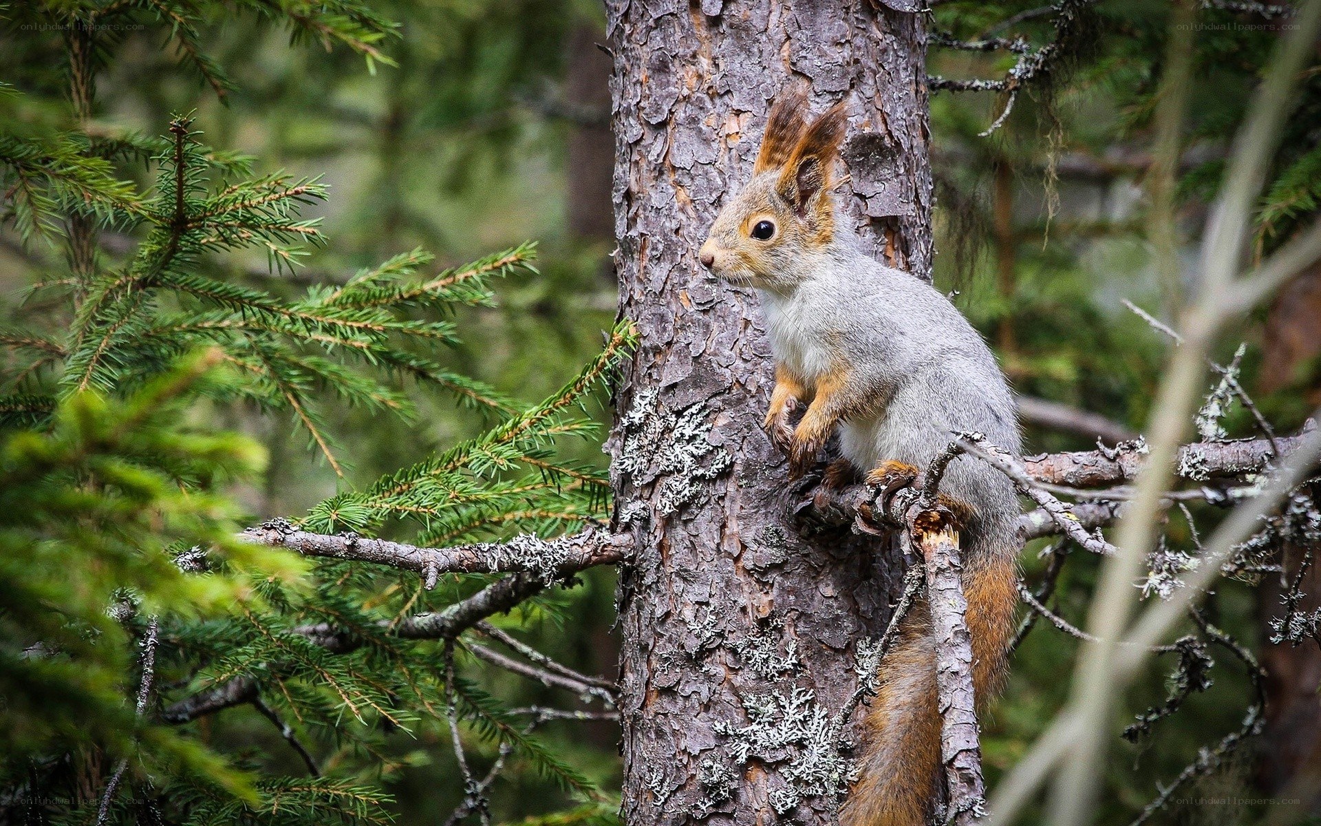 Squirrel on a tree trunk