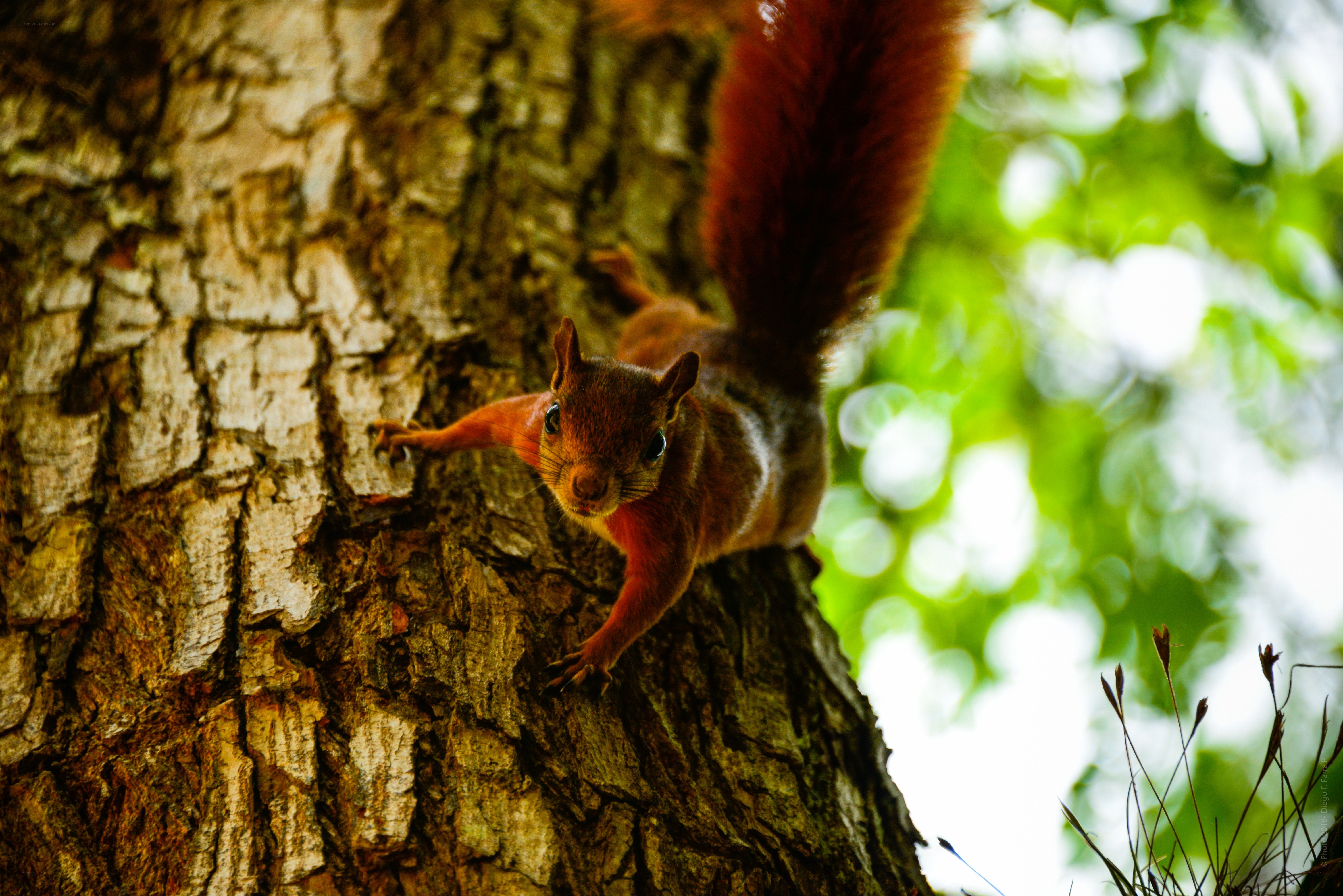 Squirrel on a tree trunk
