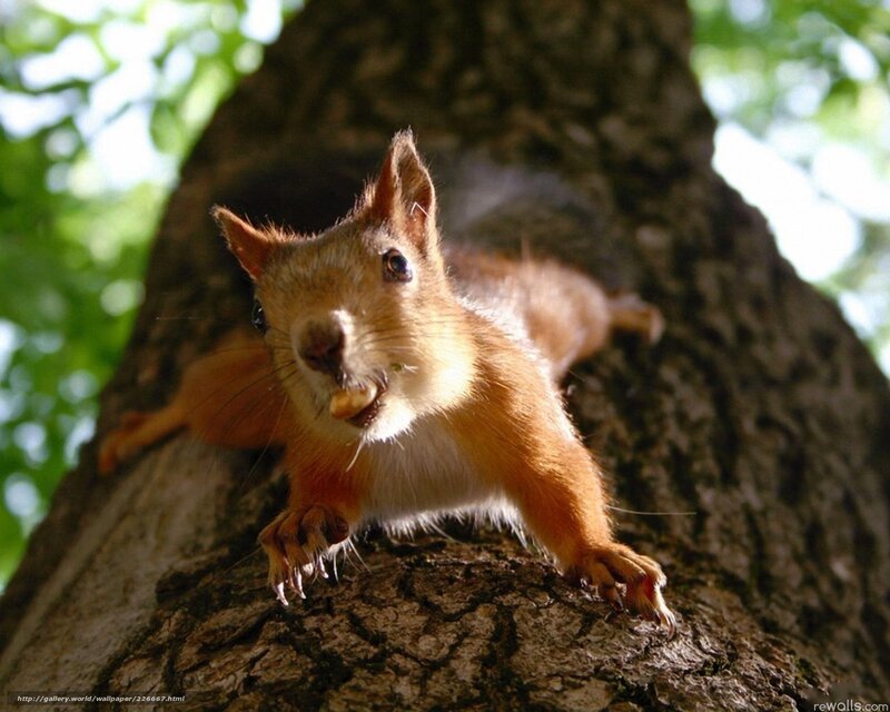 squirrel on a tree trunk