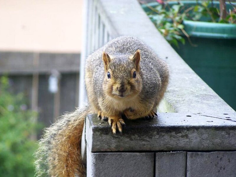 squirrel on a wall