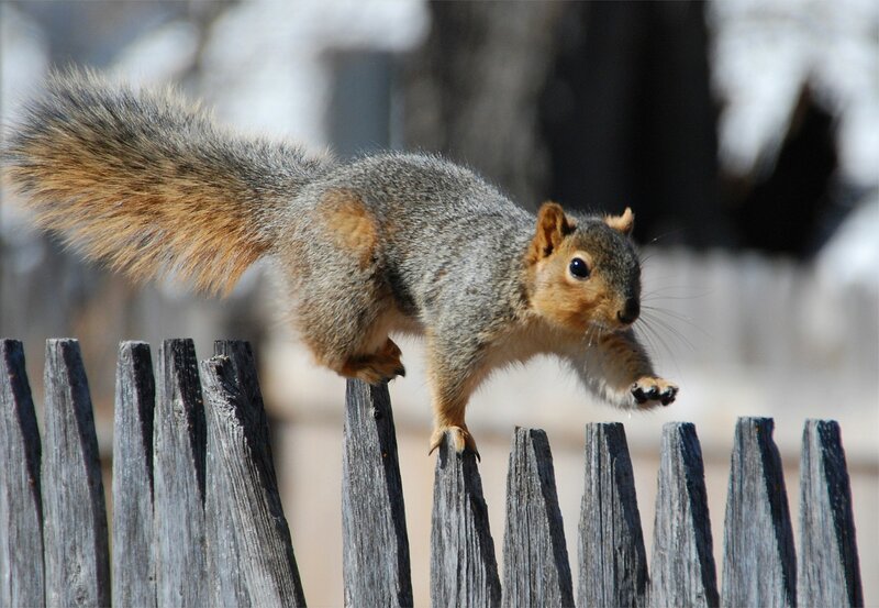 squirrel on a wooden fence