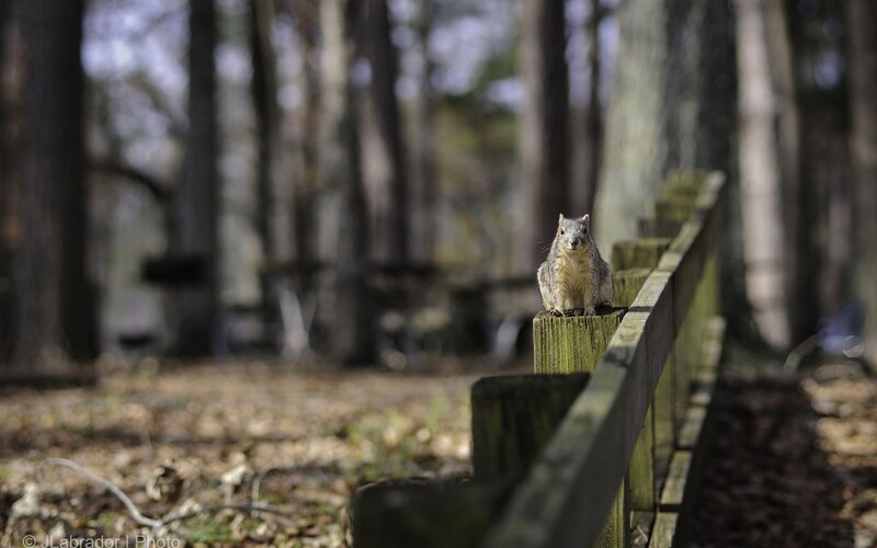 Squirrel on a wooden fence