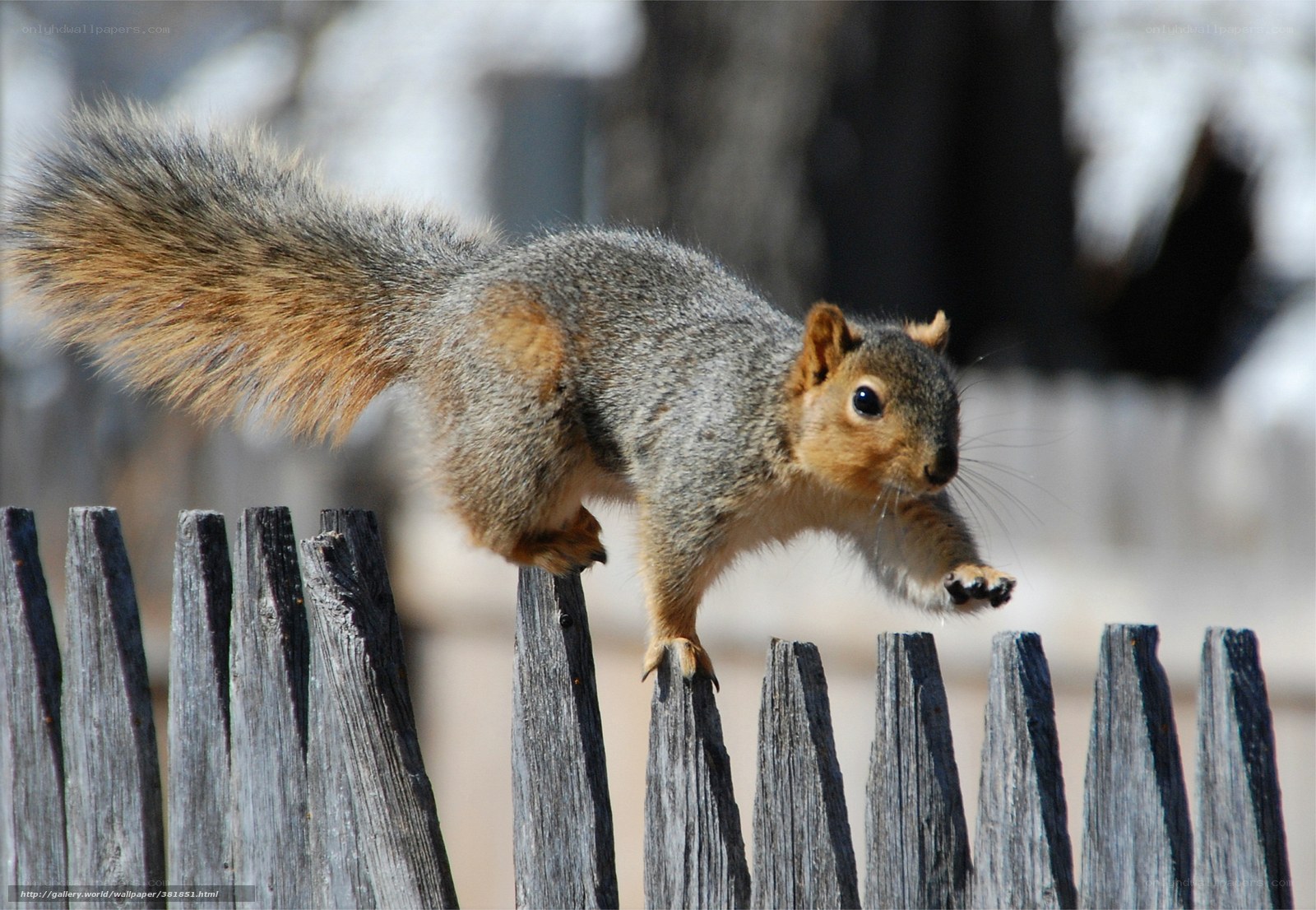 squirrel on a wooden fence