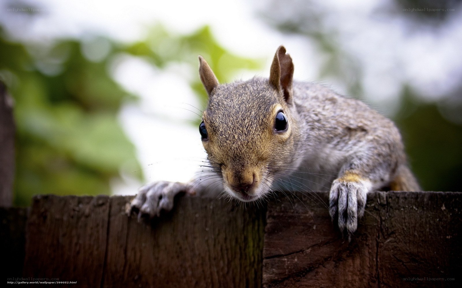 squirrel on a wooden fence