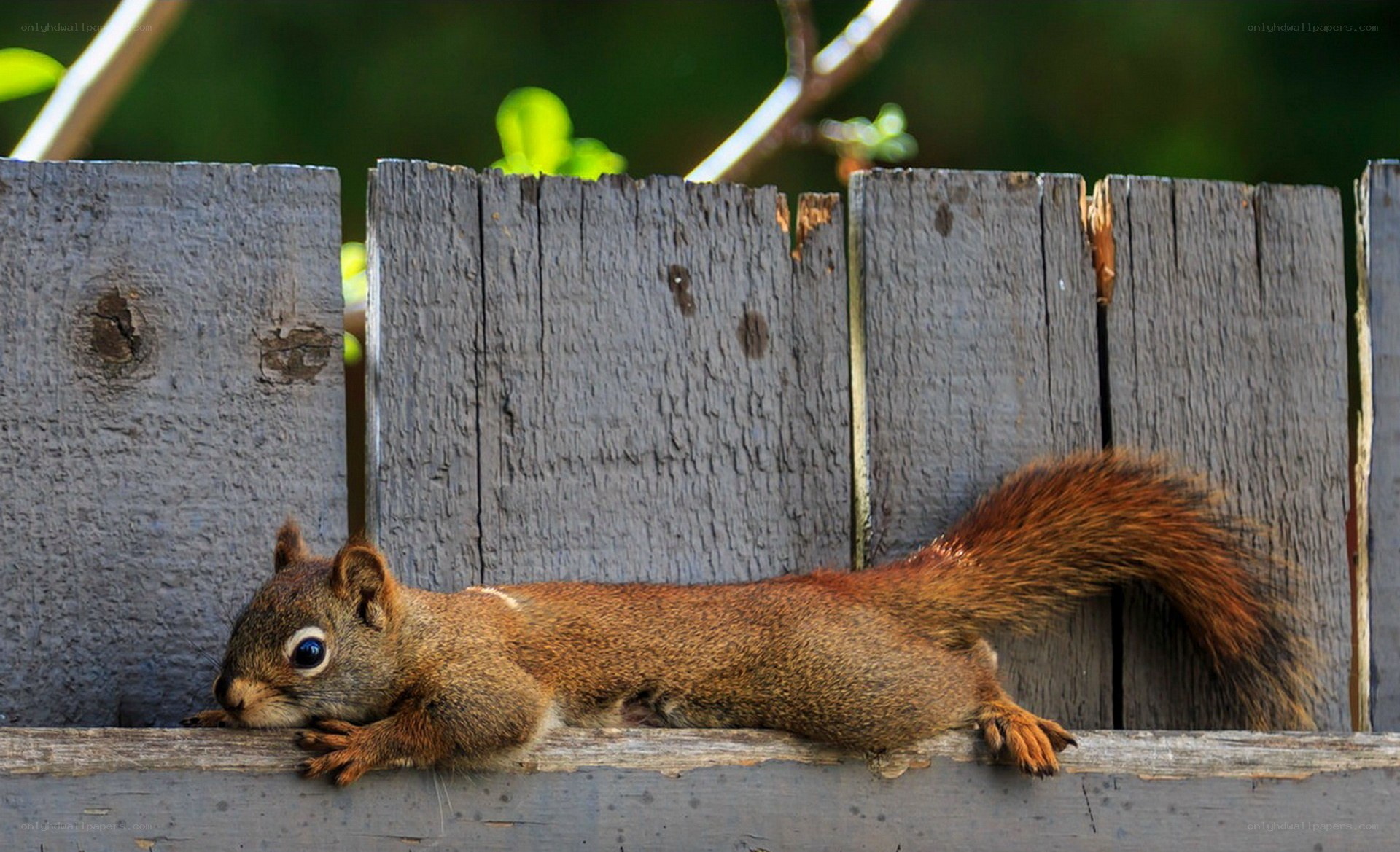 Squirrel on a wooden fence