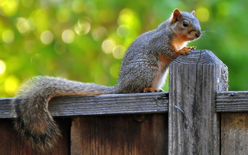 Squirrel on a wooden fence