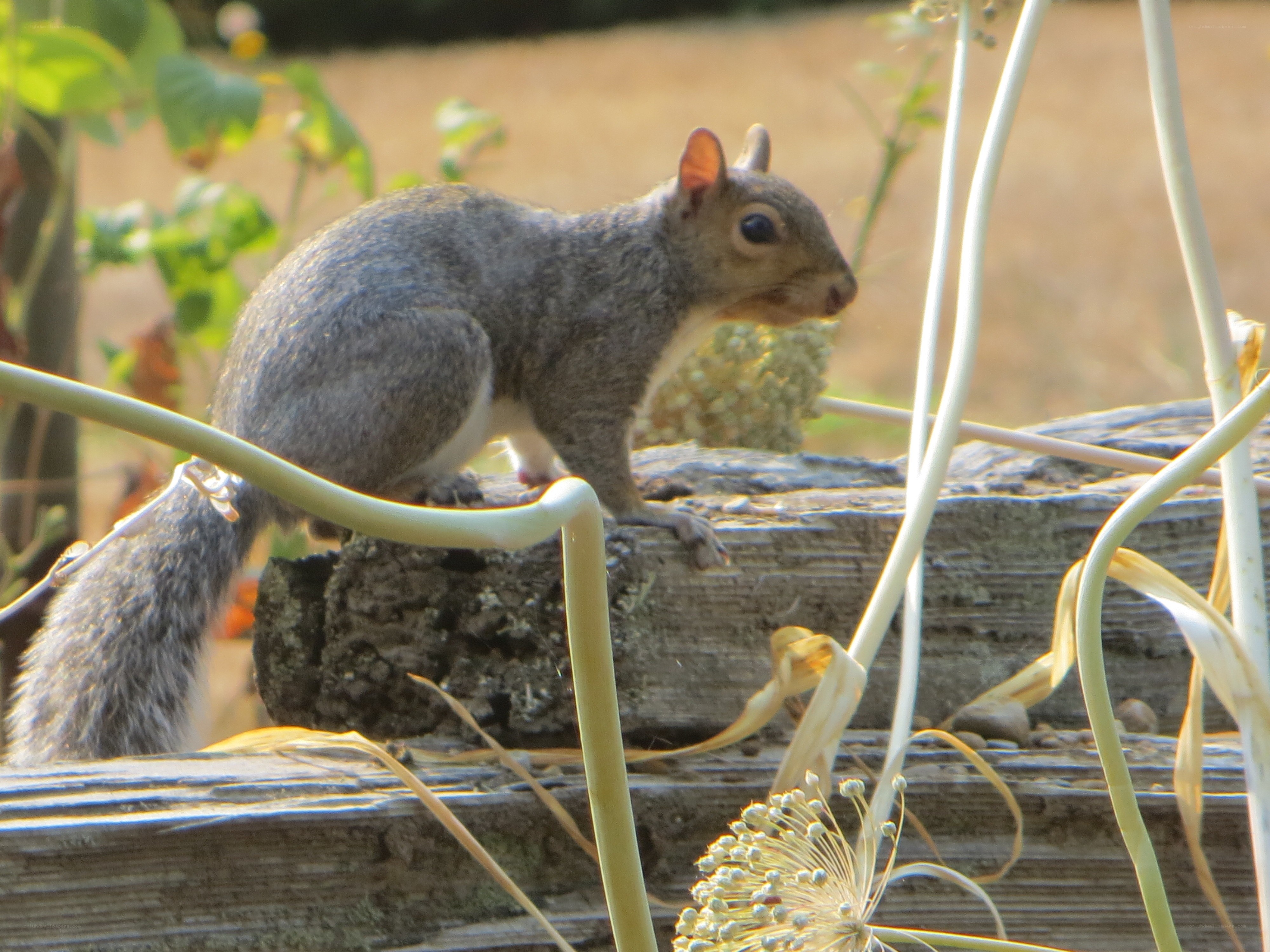 squirrel on a wooden log