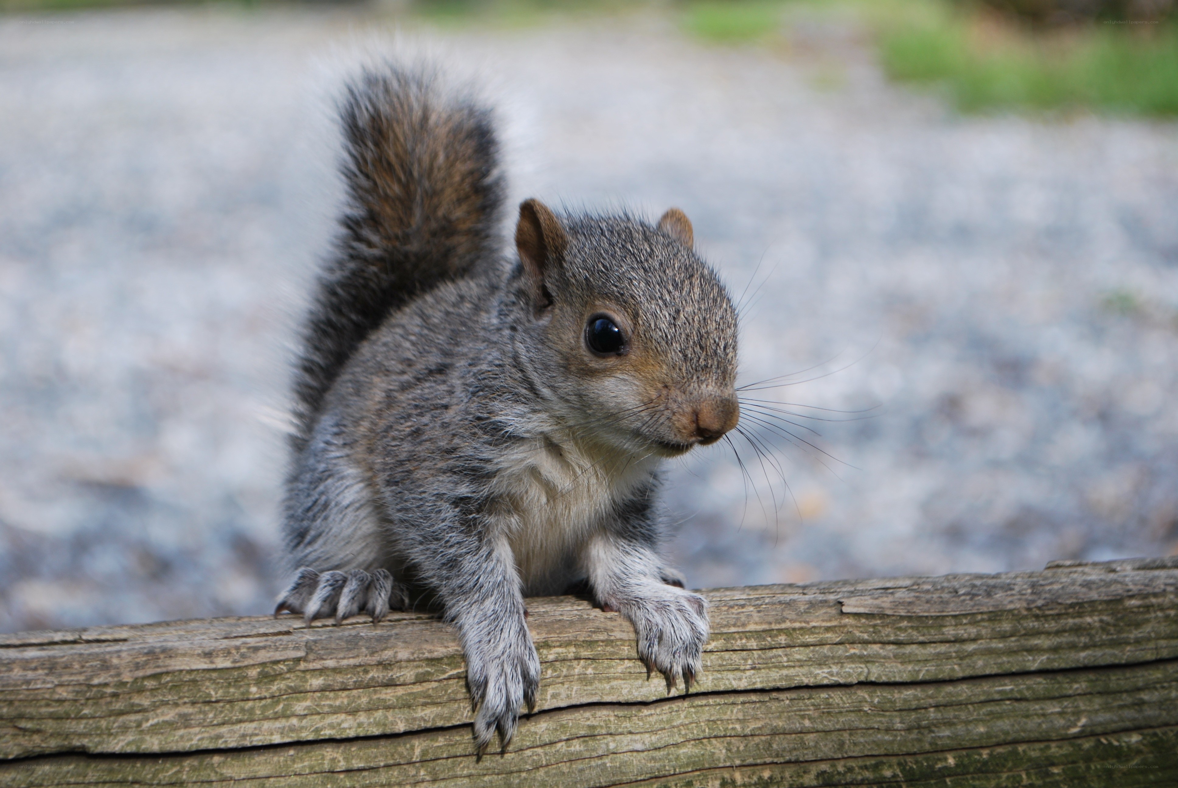 squirrel on a wooden log