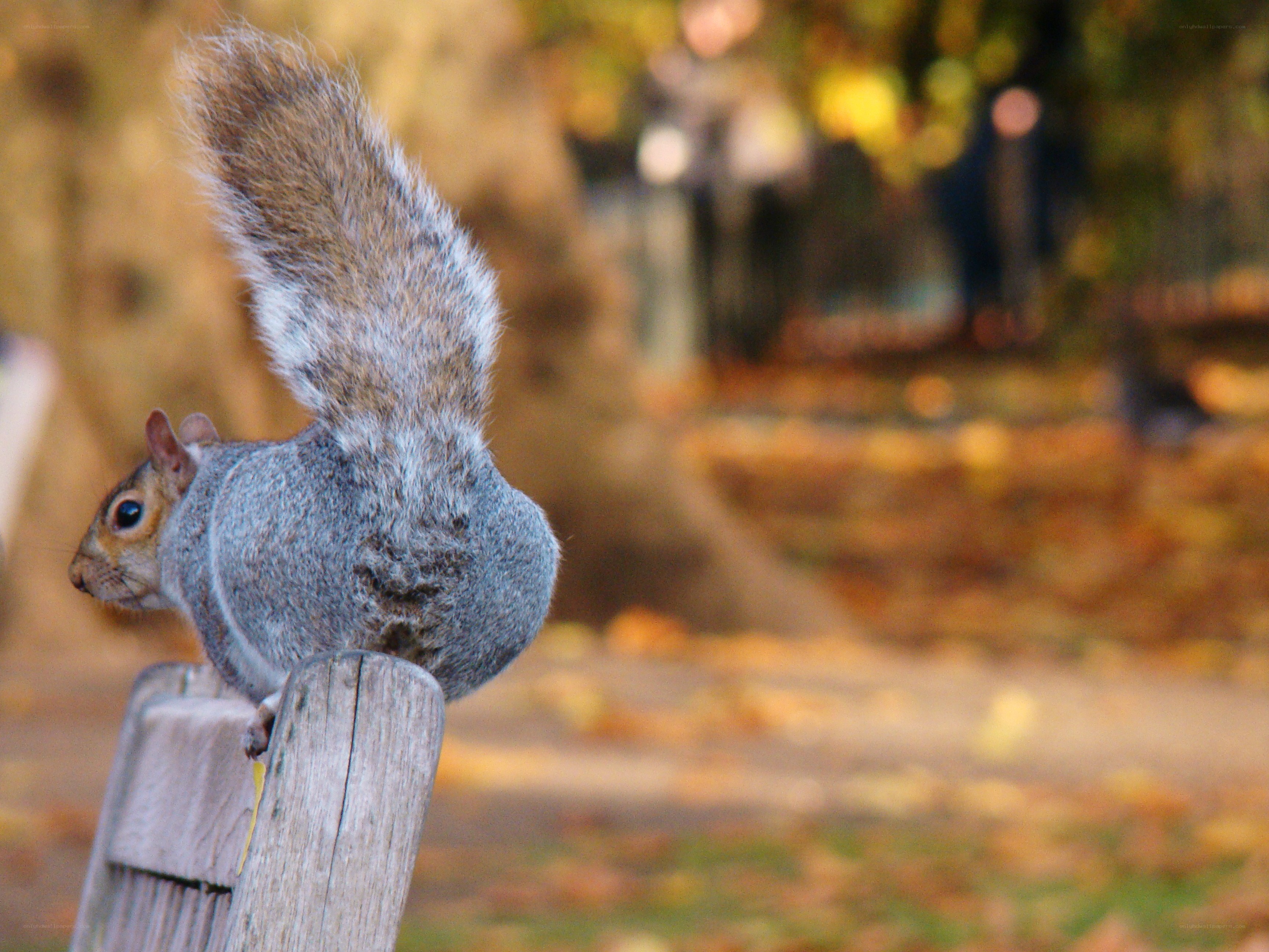 Squirrel on a wooden post