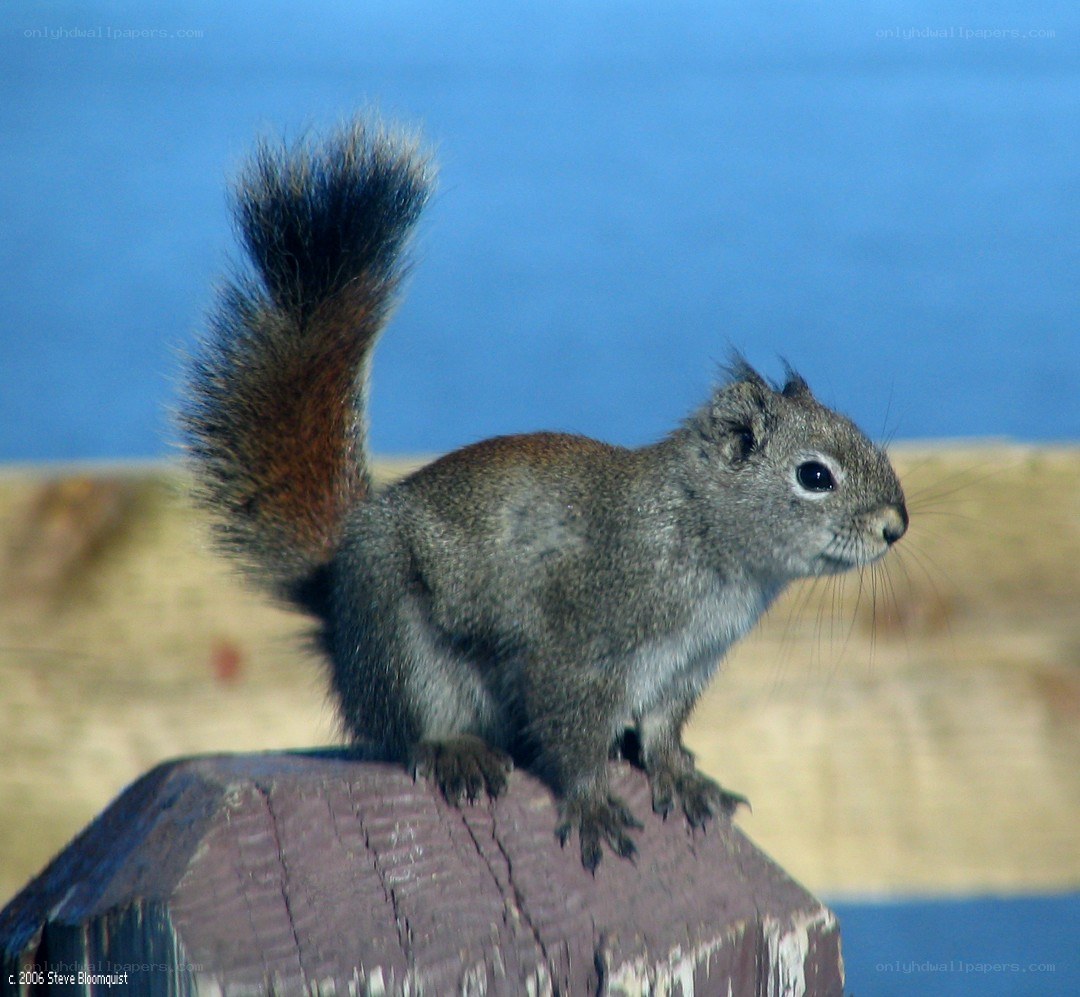 squirrel on a wooden post