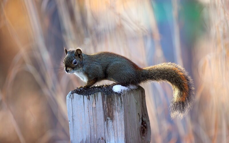 Squirrel on a wooden post