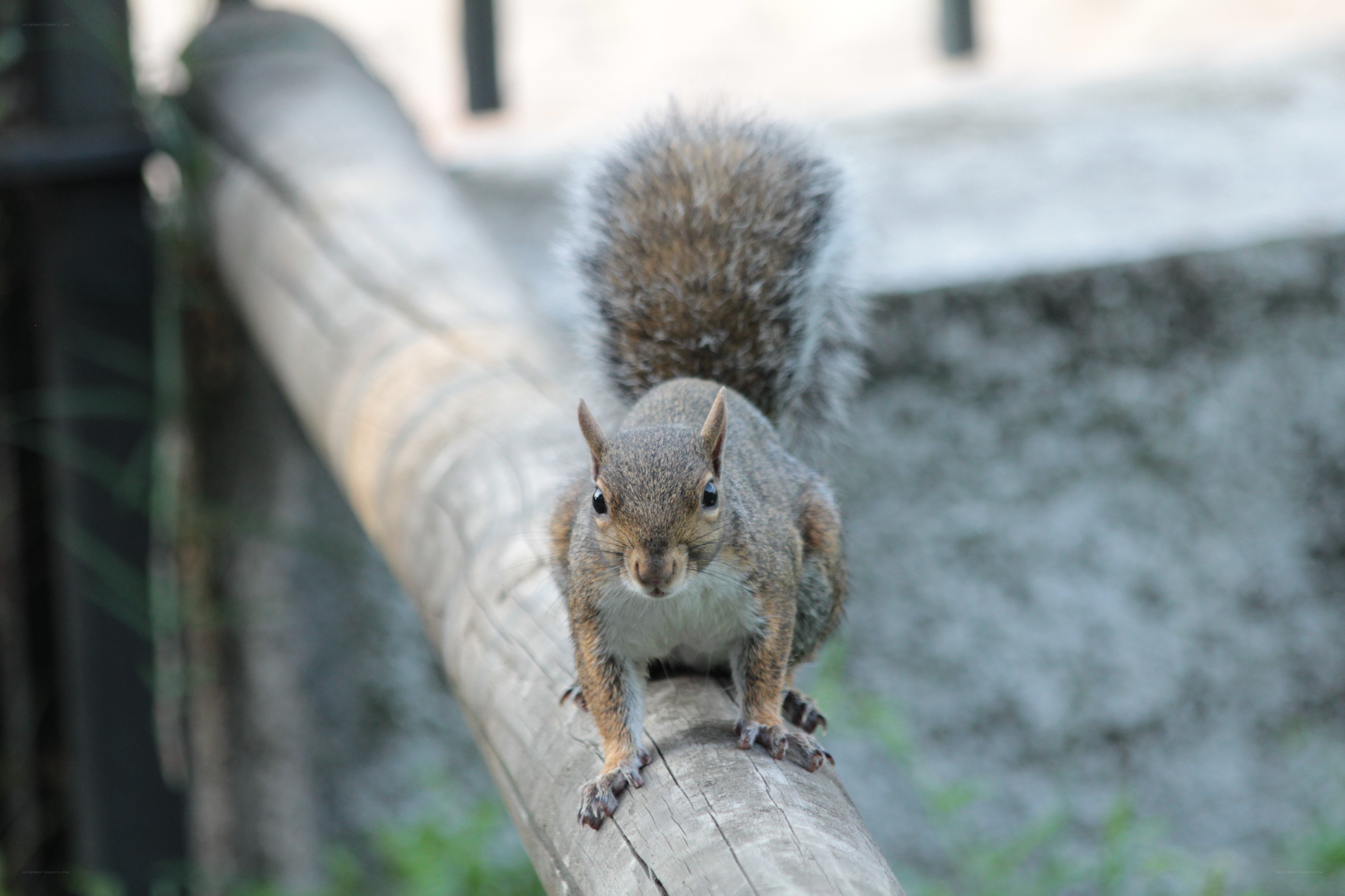 squirrel on a wooden rail