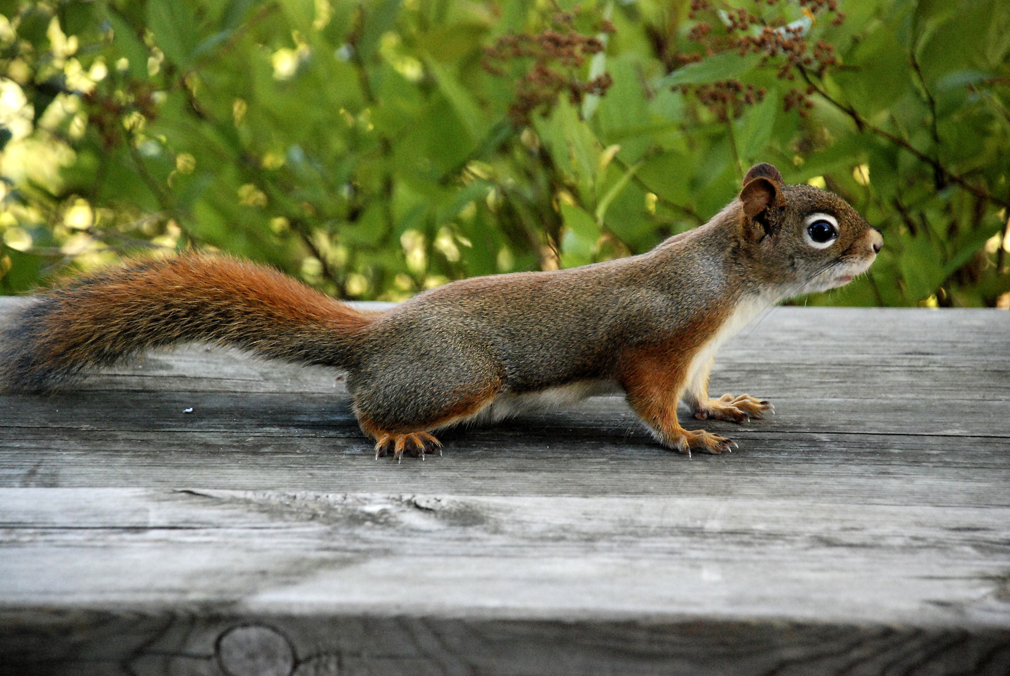 squirrel on a wooden surface