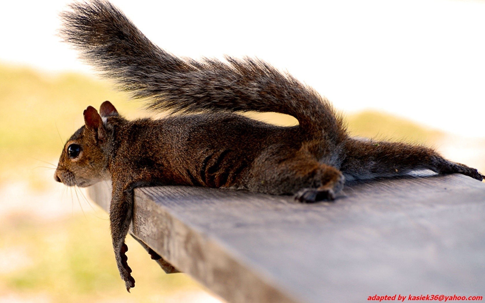 squirrel on a wooden surface