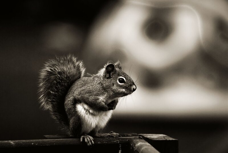 squirrel on a wooden surface