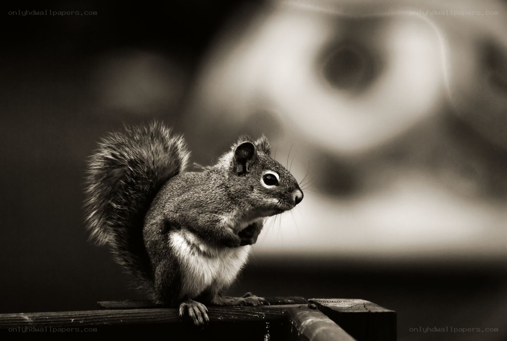squirrel on a wooden surface