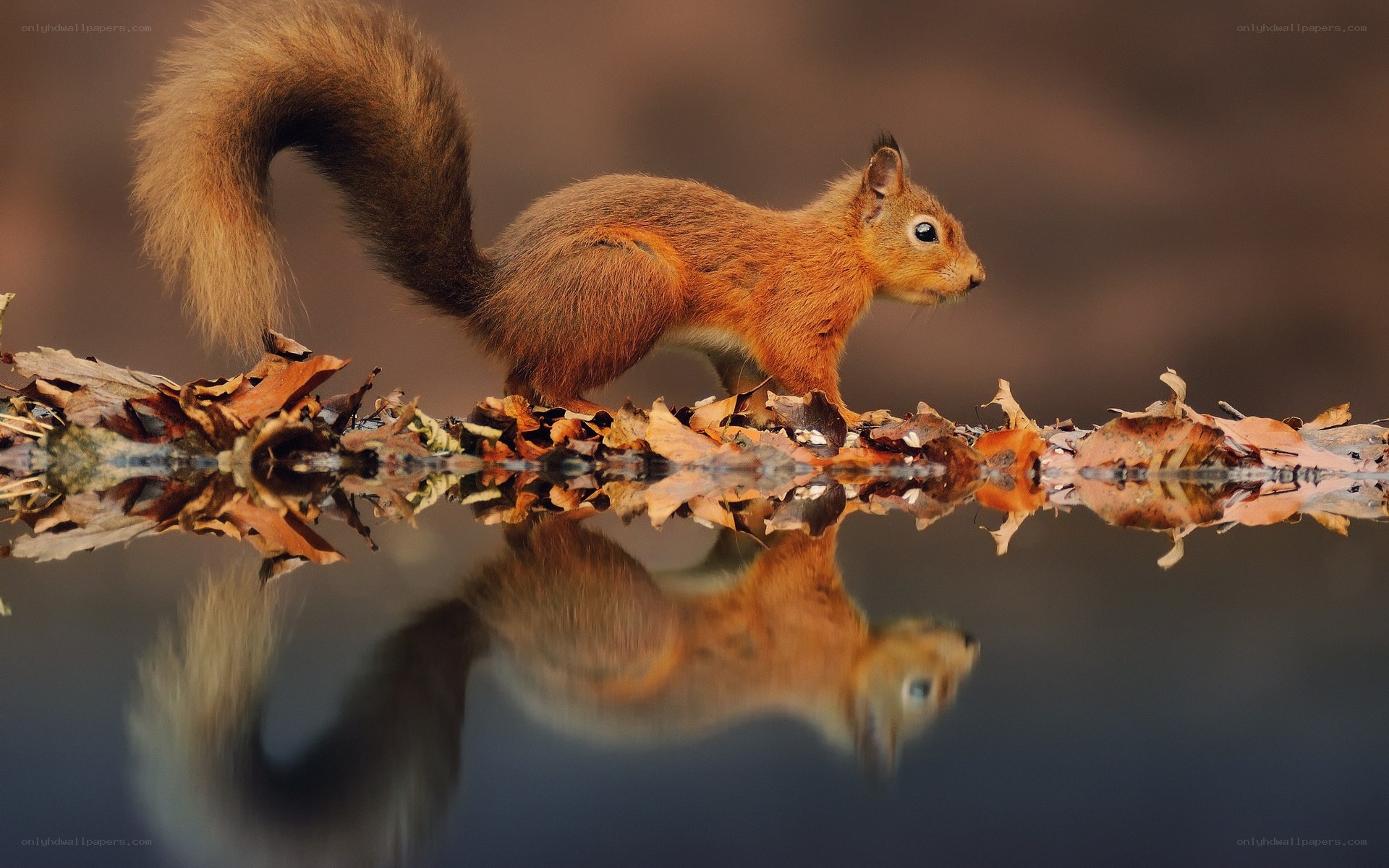 Squirrel on autumn leaves