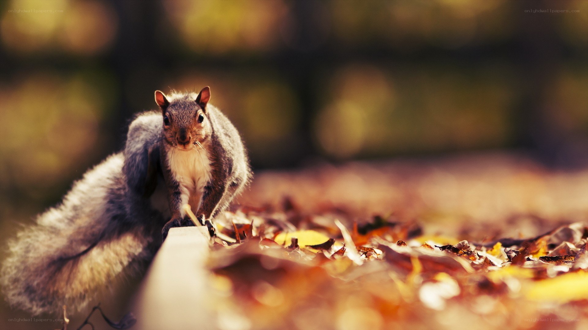 Squirrel on autumn leaves