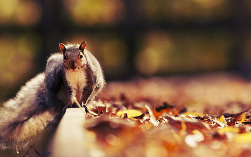 Squirrel on Autumn Leaves — Brown