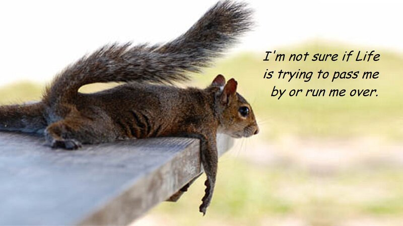 Squirrel on Bench — Brown, Calm