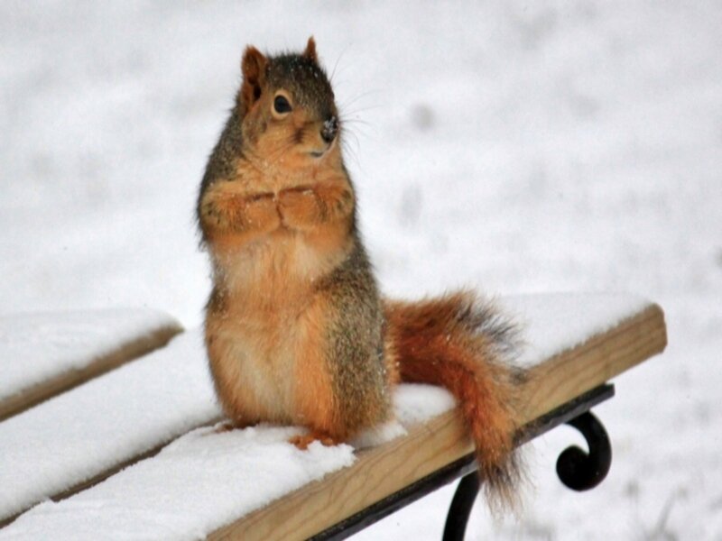 Squirrel on Bench — Brown