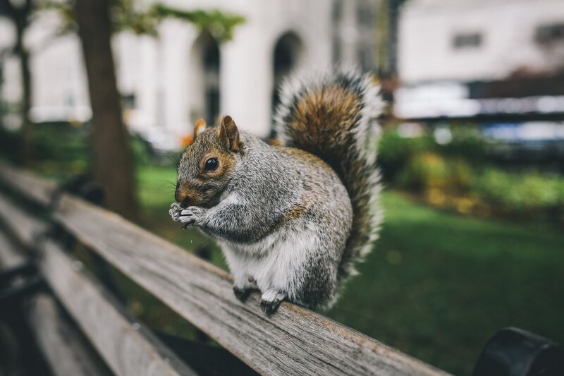 Squirrel on Bench — Gray