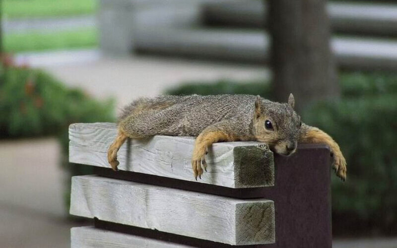 Squirrel on Bench