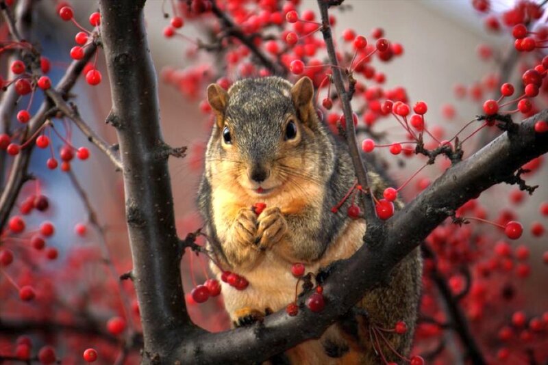 Squirrel on Berry Branch