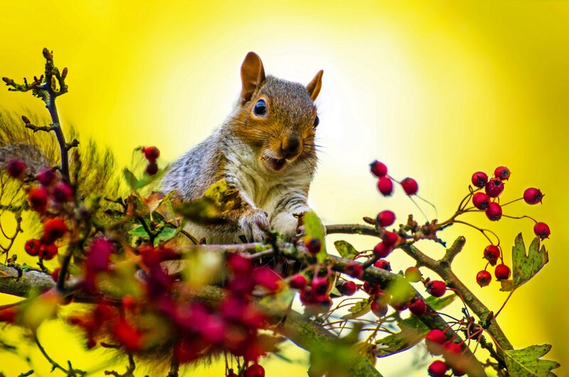 Squirrel on Berry Branch — Yellow