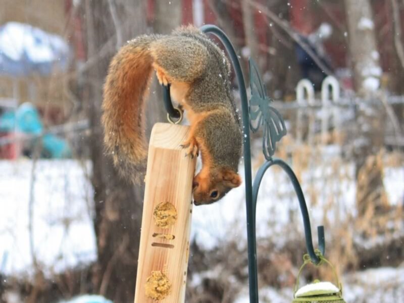 Squirrel on Bird Feeder — Brown