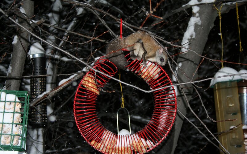 Squirrel on Bird Feeder — Red, Cold