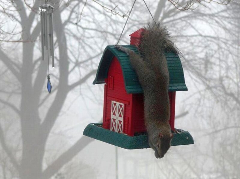 Squirrel on Bird Feeder — Red