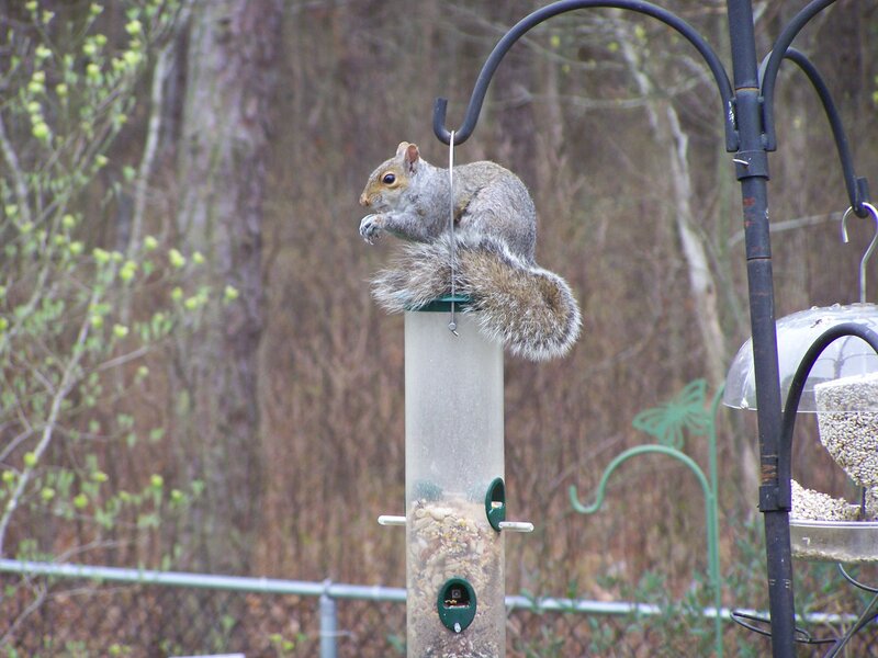 squirrel on bird feeder