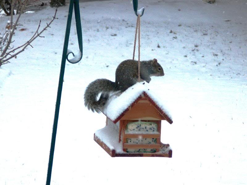 Squirrel on Bird Feeder — White