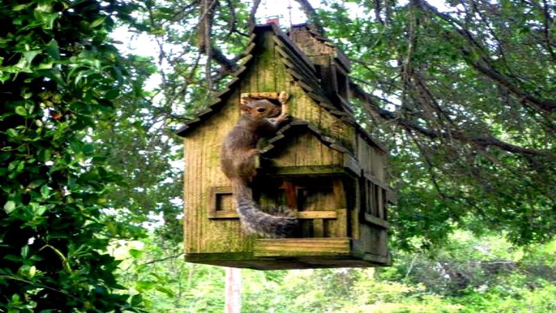 Squirrel on Birdhouse