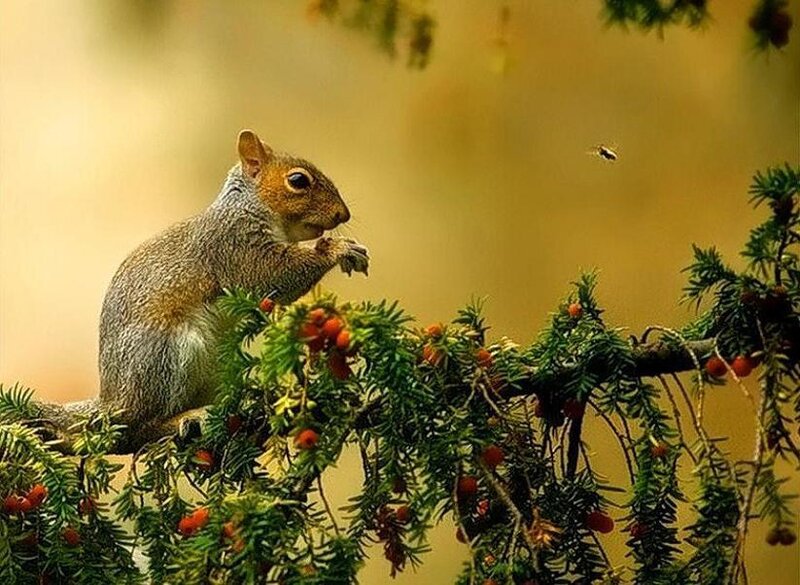Squirrel on Branch