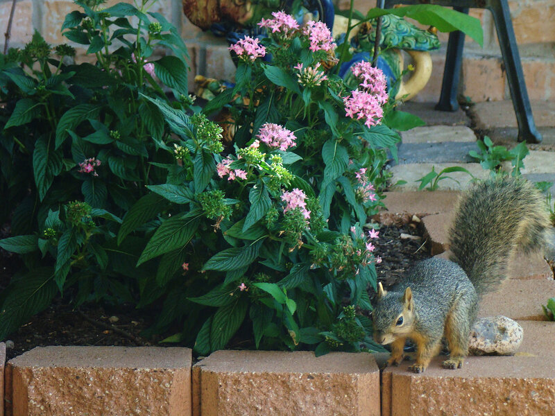 Squirrel on Brick Wall