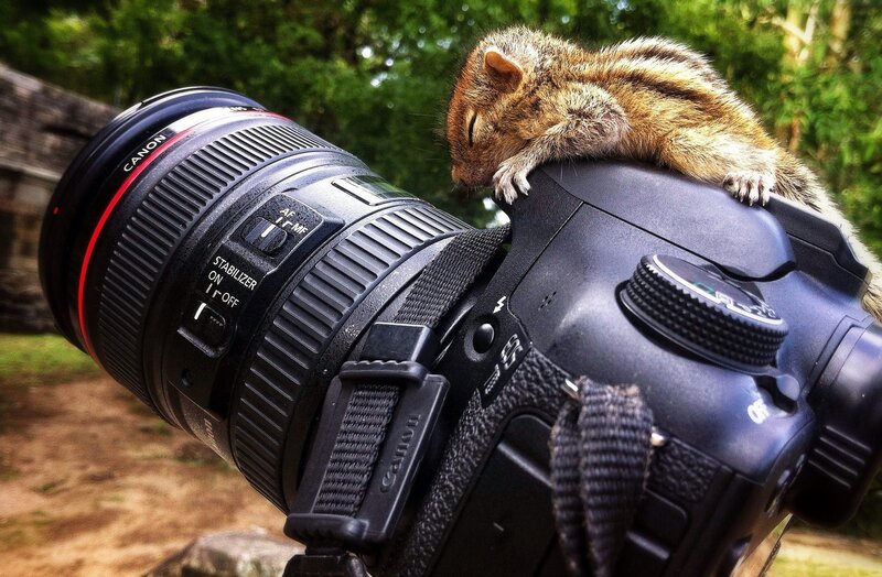 Squirrel on Camera — Black